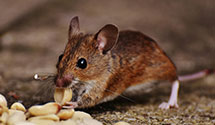 24 Hour & Emergency Exterminators in Rison, AR